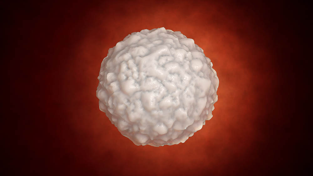 globulo branco linfocito